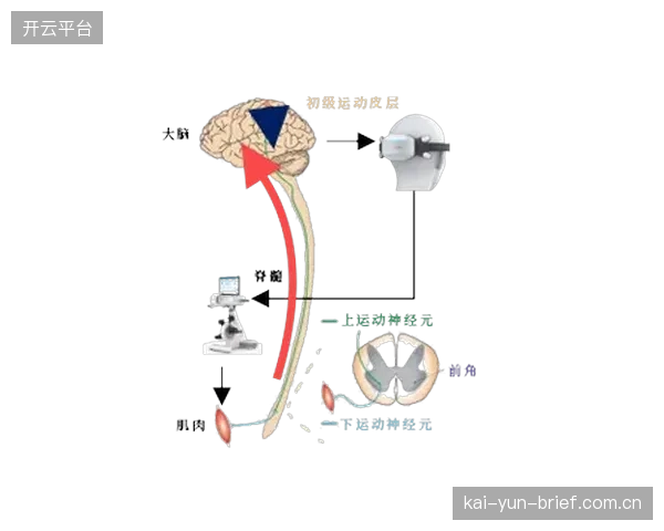 2030年前，初级脑机接口技术或将率先应用于运动康复领域，为特殊人群提供普惠性技术支持